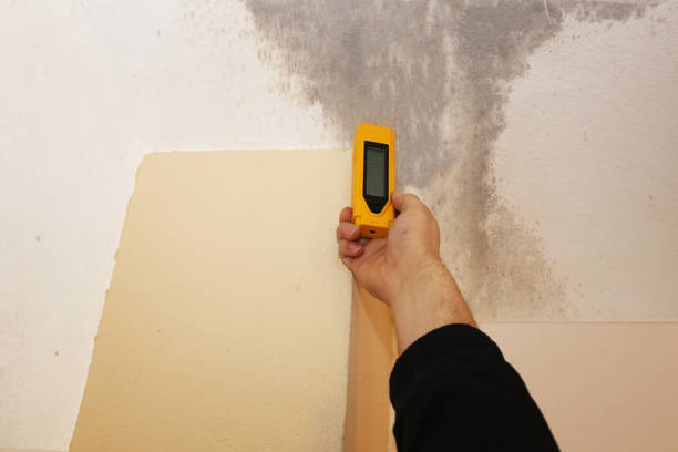 Best Mold Prevention Services  in East Lake, FL