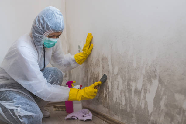 Best Attic Mold Removal  in East Lake, FL