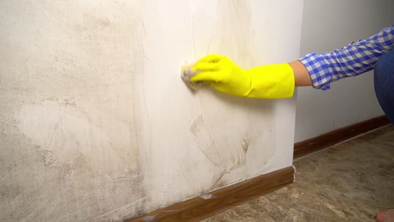 Best Biohazard Mold Removal  in East Lake, FL