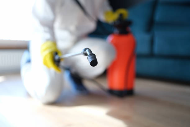 Best Mold Odor Removal Services  in East Lake, FL