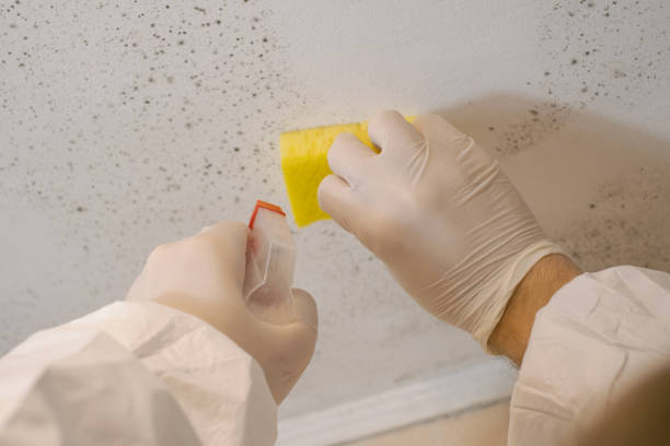 Best Comprehensive Air Testing for Mold Contaminants  in East Lake, FL