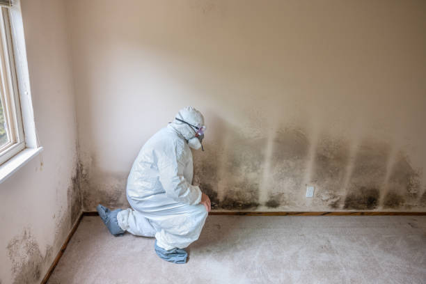 Best Environmental Consulting for Mold Prevention  in East Lake, FL