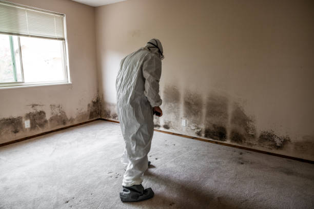 Best Mold Removal for HVAC Installations  in East Lake, FL