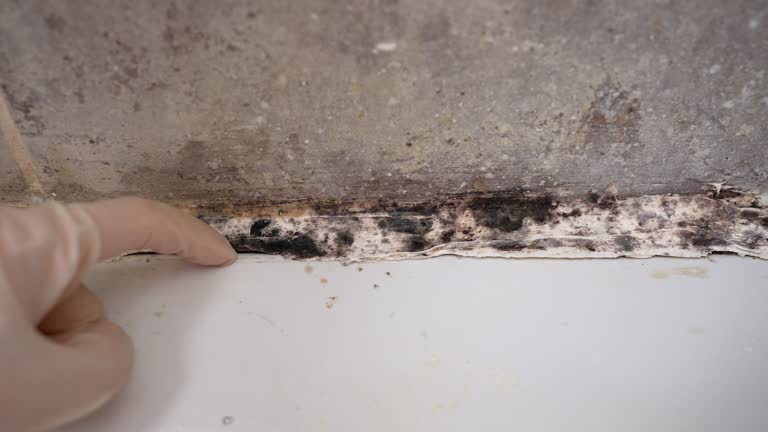 Trusted East Lake, FL Mold Removal Experts